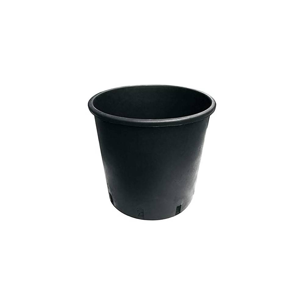 Nordmannsgran i en potte - Billede 3